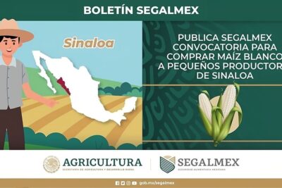 Convocatoria para la compra de maíz en el estado de Sinaloa 2023